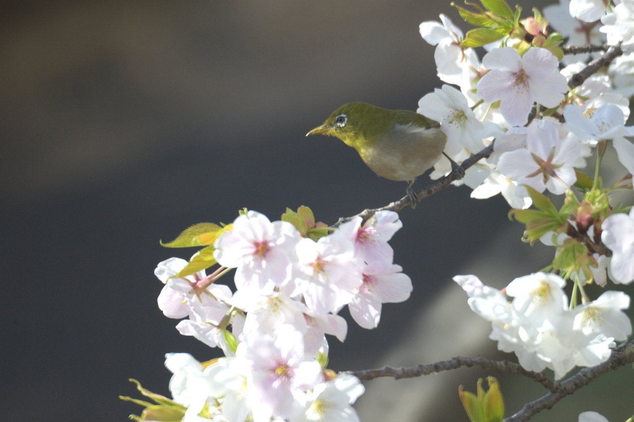 D700＆ケンコー「ミラーレンズ 800mm F8 DX」♪_e0134248_1943166.jpg