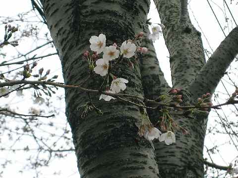 【近場の桜は曇天の下　墨絵風】_b0009849_18545417.jpg