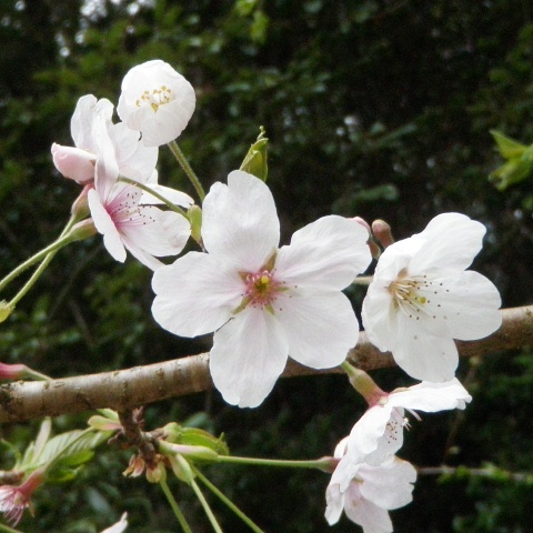 桜の花とレンゲソウの花_e0094349_8154010.jpg