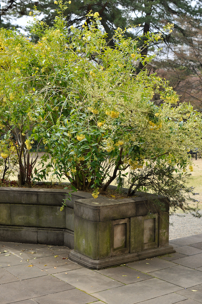 3月撮影会 東京都庭園美術館の桜、、、かな、、_a0003650_23332074.jpg