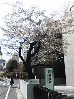 5分咲き・・・_d0082655_1416317.jpg