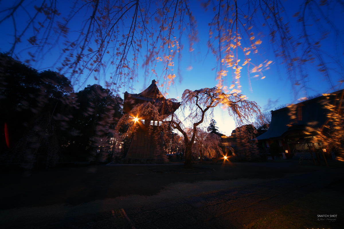 慈眼寺のしだれ桜_d0122257_821133.jpg