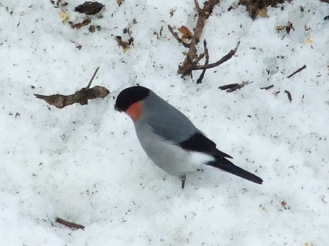b0165760_21285877.jpg