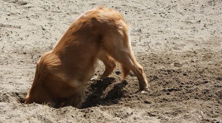 犬と私の１０の約束_b0094265_17112749.jpg