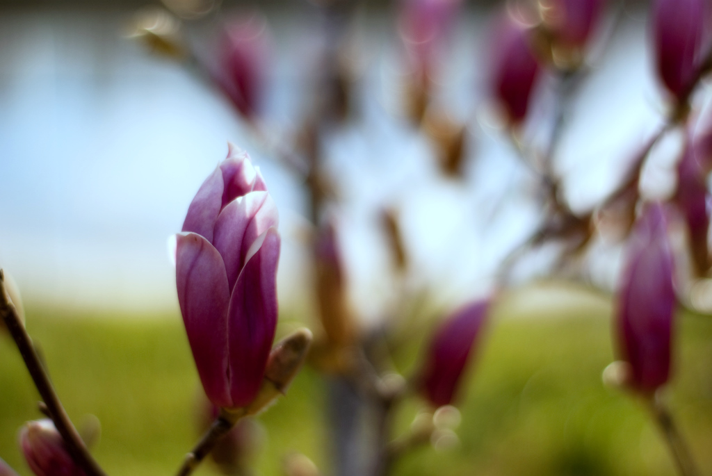 MAGNOLIA_d0124465_21523266.jpg