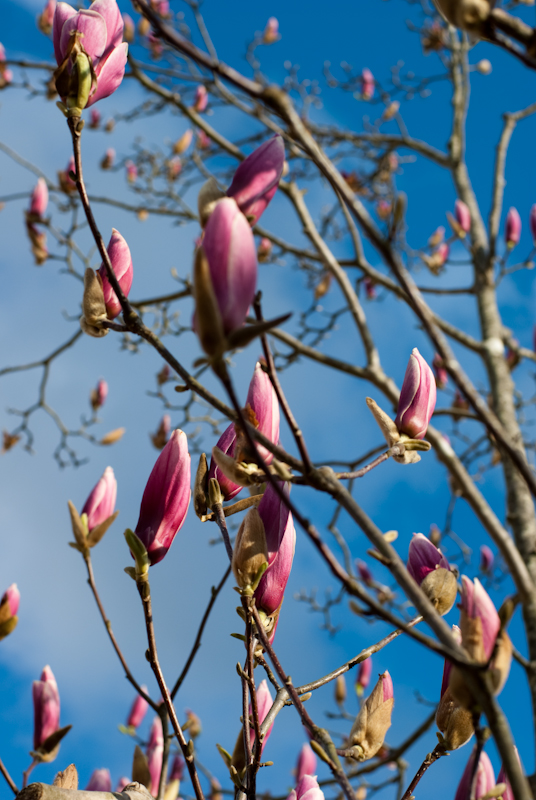 MAGNOLIA_d0124465_21525725.jpg