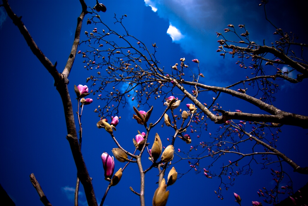 MAGNOLIA_d0124465_21532117.jpg