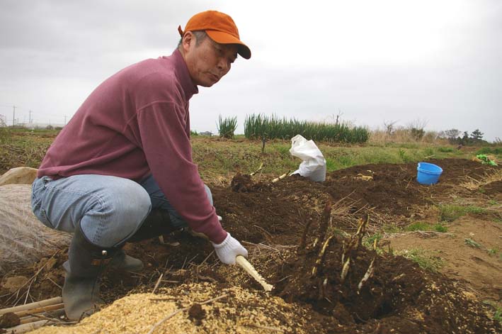 無事に越冬 実家の畑のサトイモ 連作障害をクリア 3 22 北鎌倉湧水ネットワーク