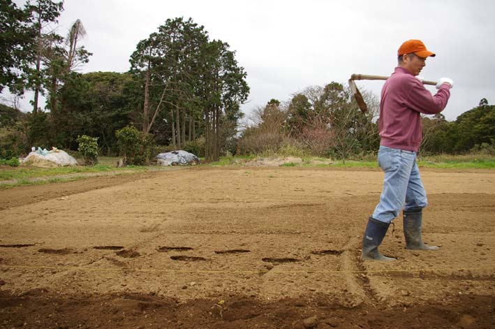 無事に越冬 実家の畑のサトイモ 連作障害をクリア 3 22 北鎌倉湧水ネットワーク