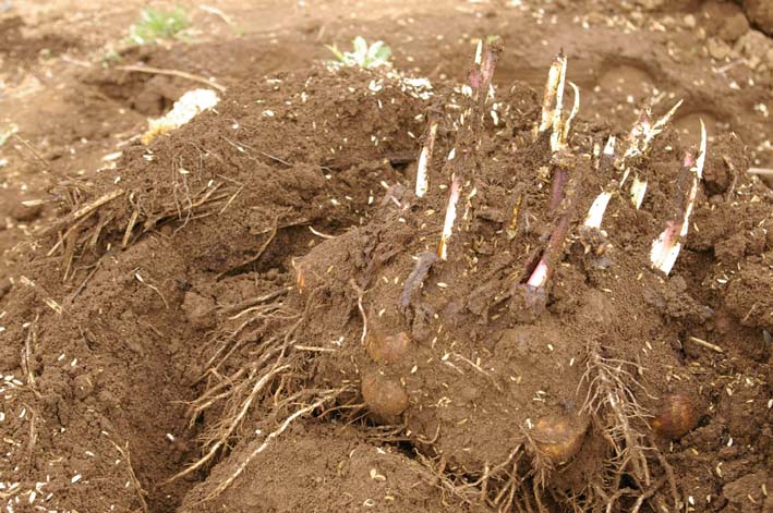 無事に越冬 実家の畑のサトイモ 連作障害をクリア 3 22 北鎌倉湧水ネットワーク