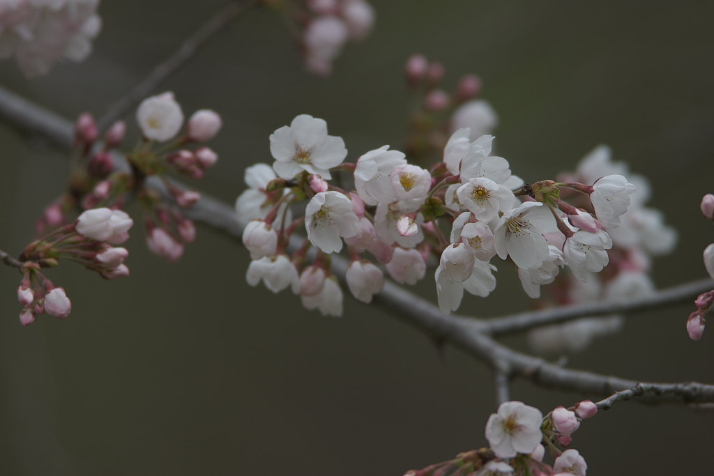 一分咲きの桜の下で土手端会議_d0125872_225379.jpg