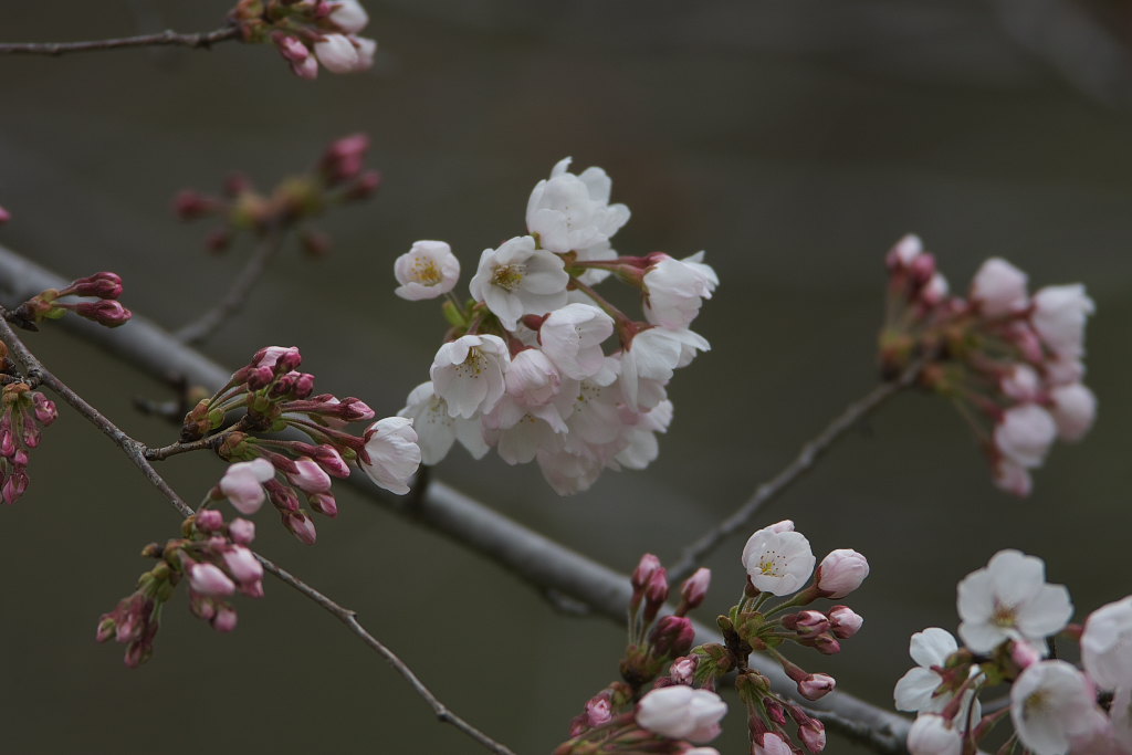 一分咲きの桜の下で土手端会議_d0125872_2254875.jpg