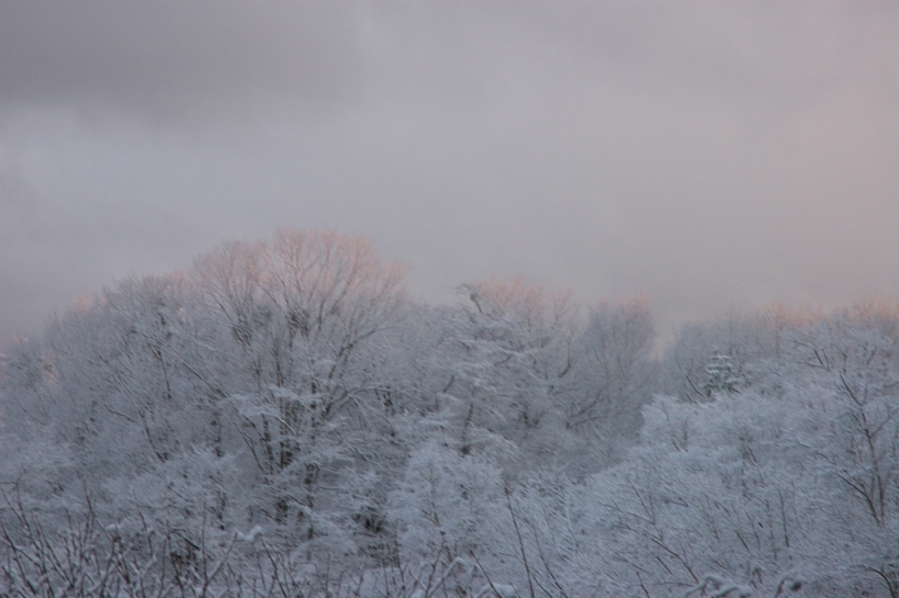 雪の華_f0180878_10343698.jpg