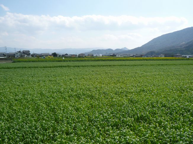うどん巡礼記Part2 in 香川_f0097683_225617.jpg