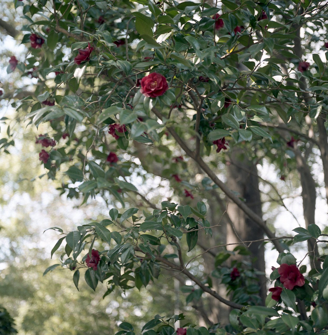 b0160184_23422476.jpg