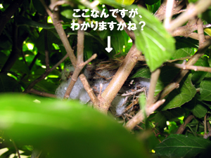 ナベゴロウ動物王国第三弾_f0144385_1820558.jpg
