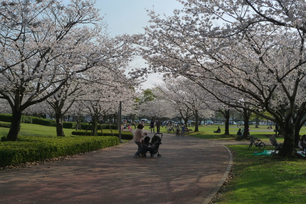 Sakura rara・・・_b0151286_14543891.jpg