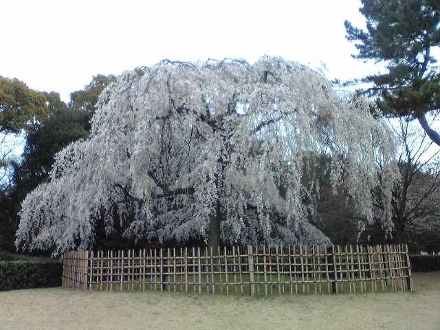 京都　。。。。。。桜　（２８日写）_d0027986_18253712.jpg