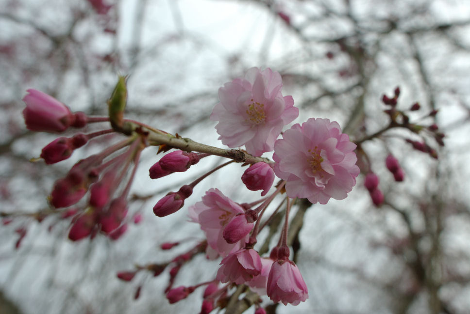 続・続）健康の森公園～桜満開～_c0152288_1531975.jpg