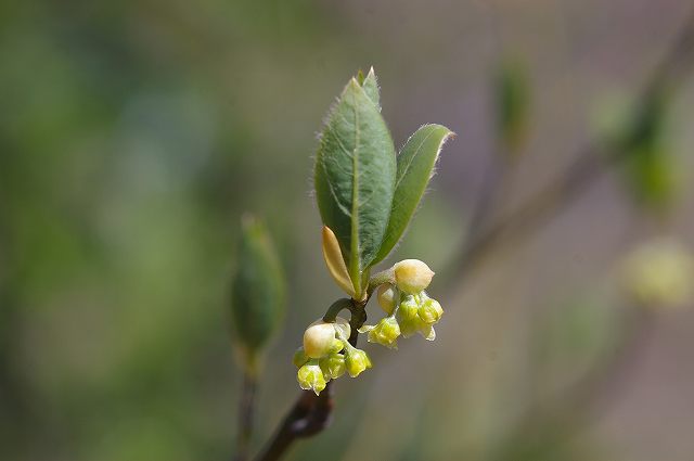 ■　春の木の花 (4)　　　09.3.28　　　（ドウダンツツジ、クロモジ、イスノキ）_e0070891_18343216.jpg