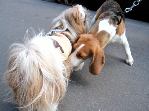 c0090198_481738.jpg