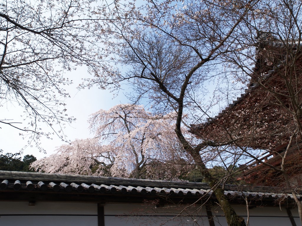 天野山金剛寺②_b0138101_531688.jpg