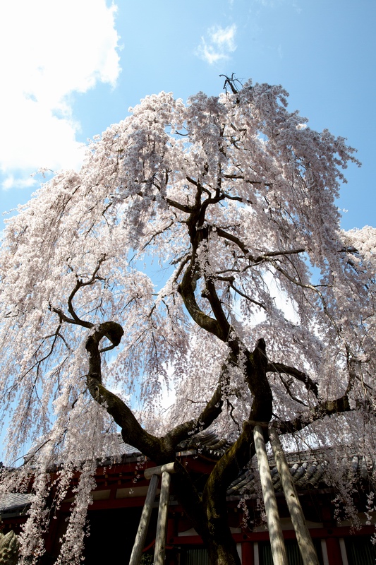 桜の季節がそこまで。_c0043403_22471120.jpg