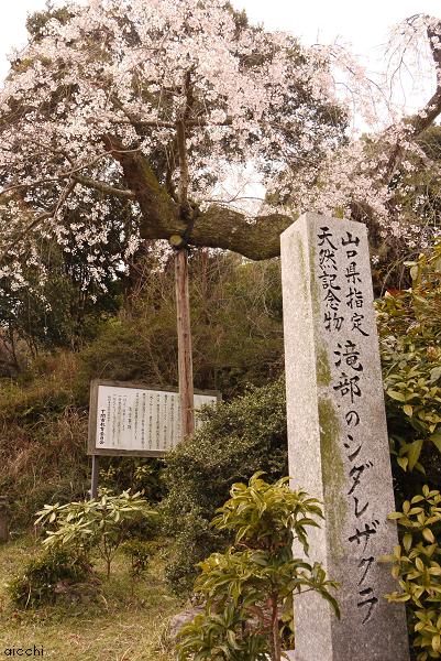 お花見に行ってきました♪_c0198903_21222916.jpg