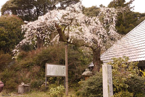 お花見に行ってきました♪_c0198903_21332049.jpg
