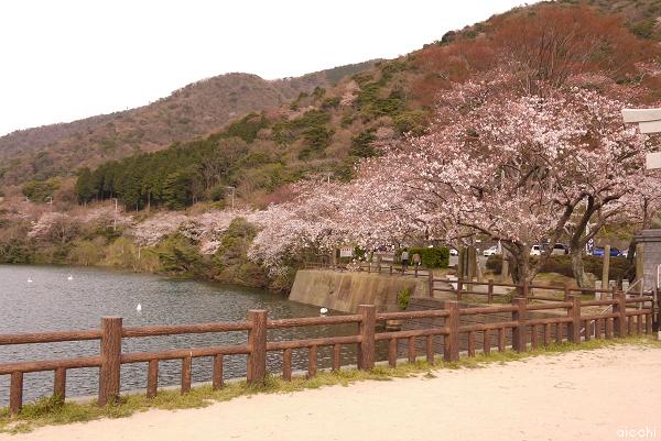 お花見に行ってきました♪_c0198903_21365154.jpg