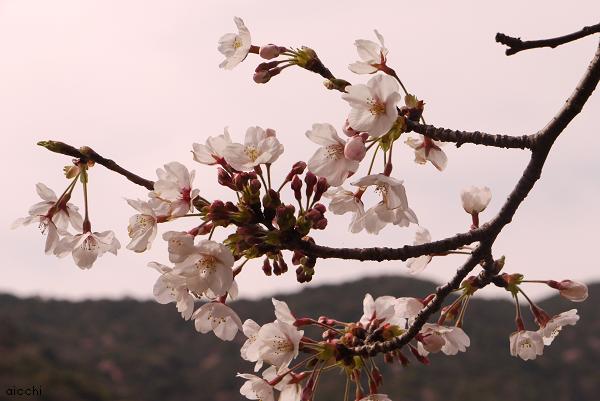 お花見に行ってきました♪_c0198903_21433377.jpg