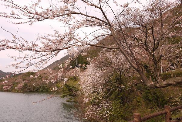 お花見に行ってきました♪_c0198903_22321984.jpg