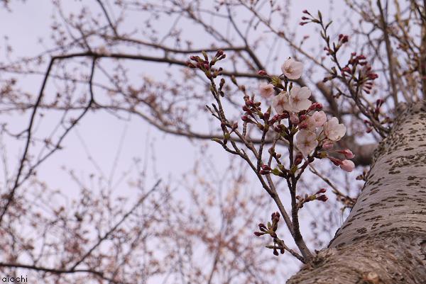 お花見に行ってきました♪_c0198903_2262699.jpg