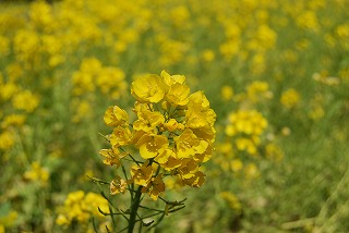 春うらら!_d0050503_2146159.jpg