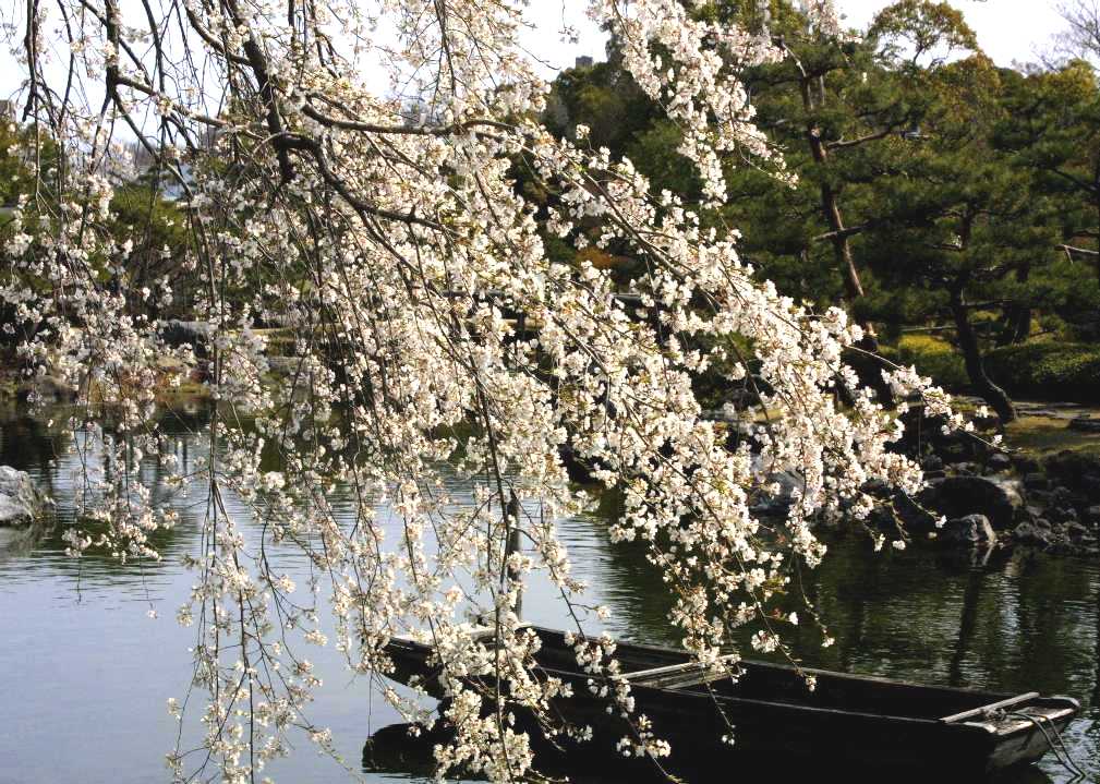 　春はやっぱり桜か　　　　　３．２９_d0140806_21423160.jpg
