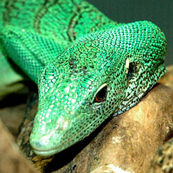 第30章エメラルドツリーモニター。Varanus prasinus_b0079508_0383256.jpg