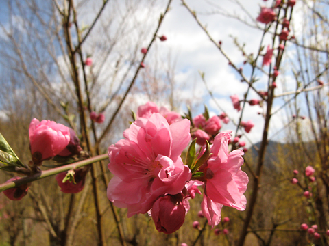 【　まるで桃源郷　-　西吉野　】_f0008709_21563277.jpg