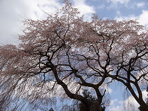 【　まるで桃源郷　-　西吉野　】_f0008709_2157515.jpg