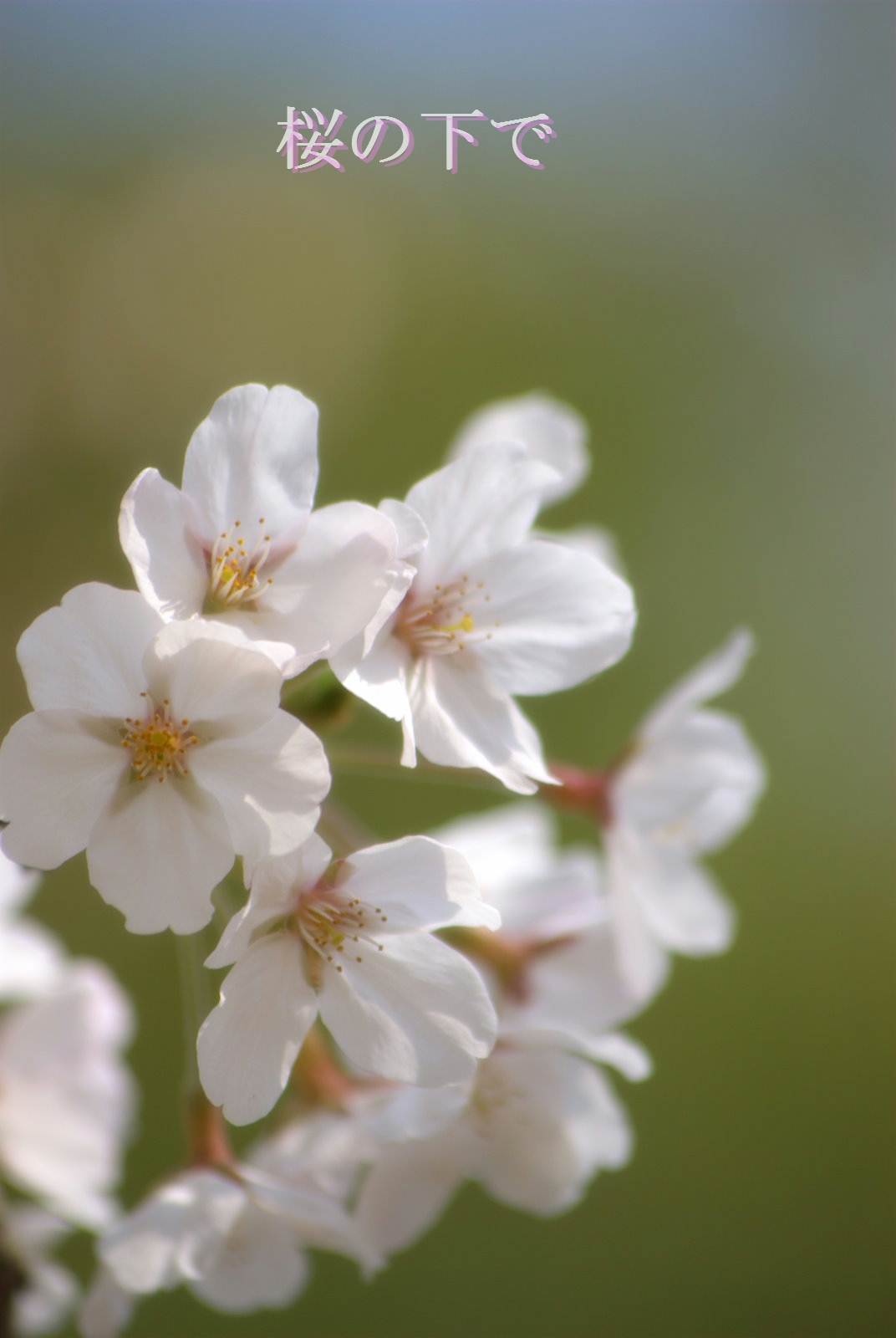 桜の下で 2009_e0157612_1829217.jpg