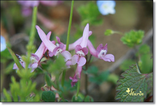 　　　野の花たち・・・スミレ_d0025414_17311581.jpg