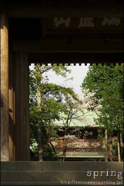 春の訪れ_f0100215_237922.jpg