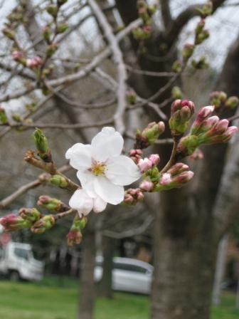 桜が咲いたよ～♪_f0155118_8513147.jpg