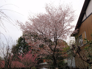 どんどん 桜が咲いてきました_e0154524_10463514.jpg