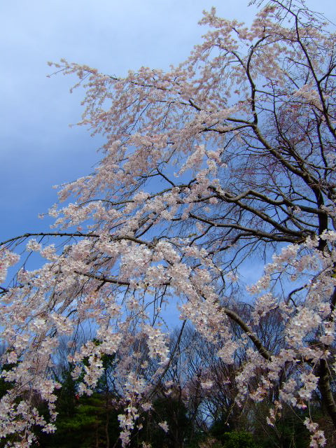 Cherry blossom..._d0086329_1849514.jpg