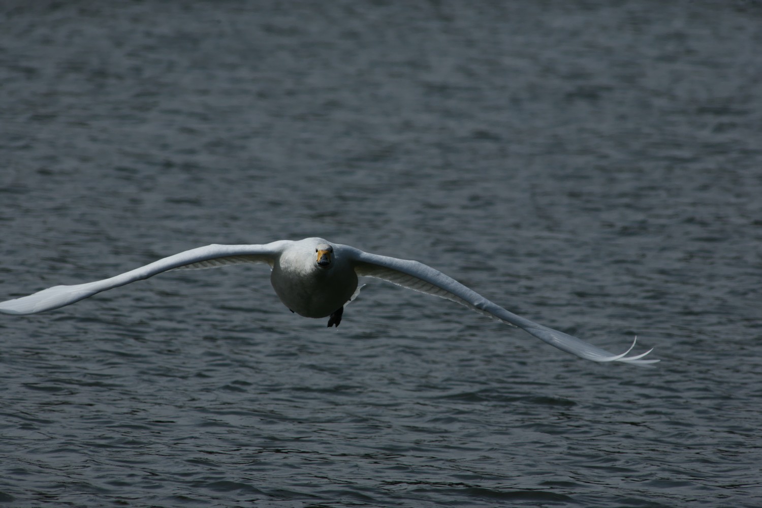e0154134_93668.jpg