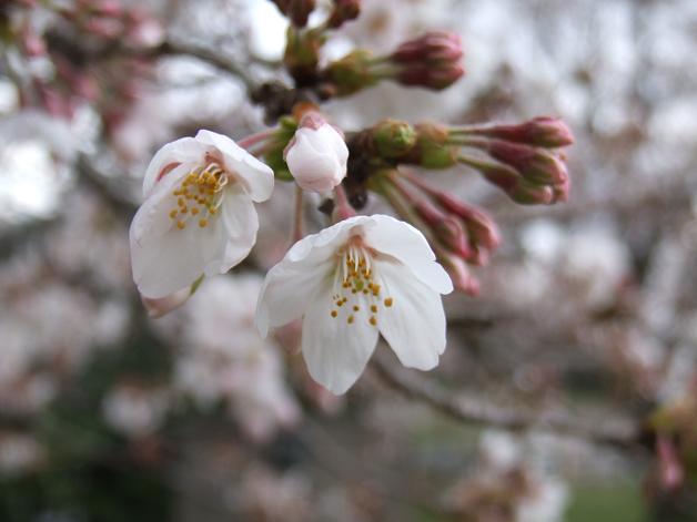 岩本山の桜_b0089338_20221519.jpg