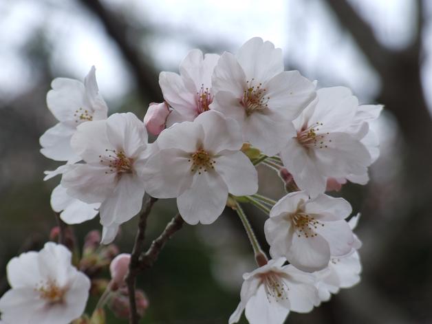 岩本山の桜_b0089338_20222748.jpg