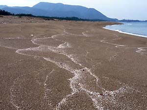 浜の桜吹雪？_c0019338_18174534.jpg