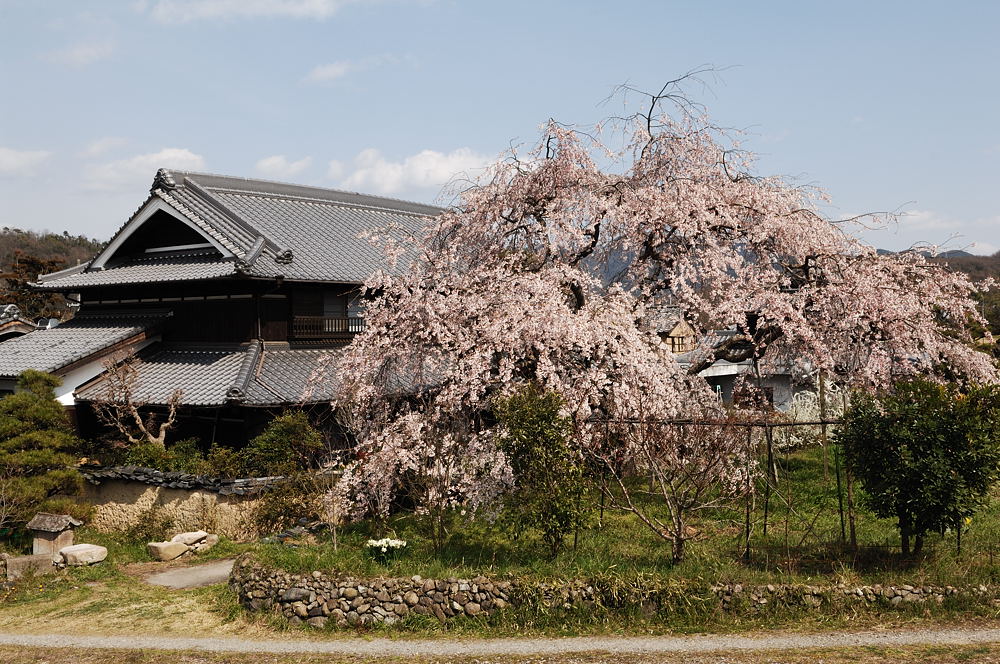 くろいさんちの枝垂れ桜_d0148541_21183546.jpg