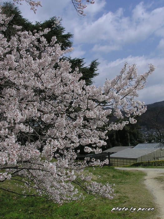 大阪市立大学付属植物園の枝垂れ桜とカタクリ他。_c0137342_8575159.jpg